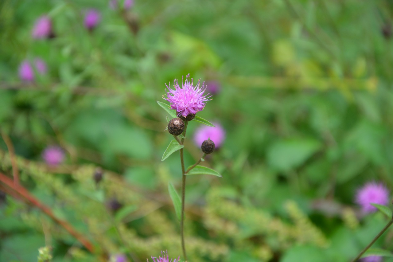 flower thistle purple green foliage free photo