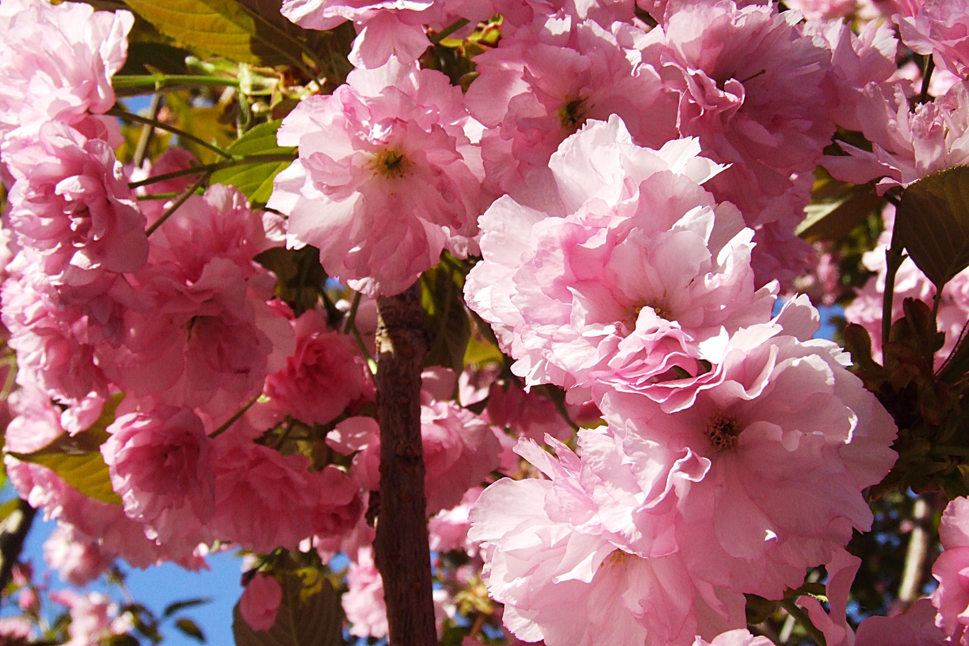 flowers tree pink flowers free photo