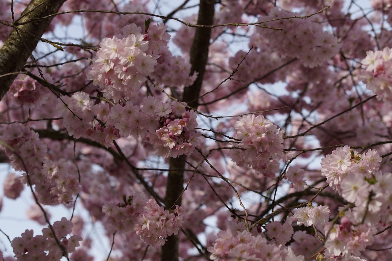 flower tree cherry blossom blossom free photo