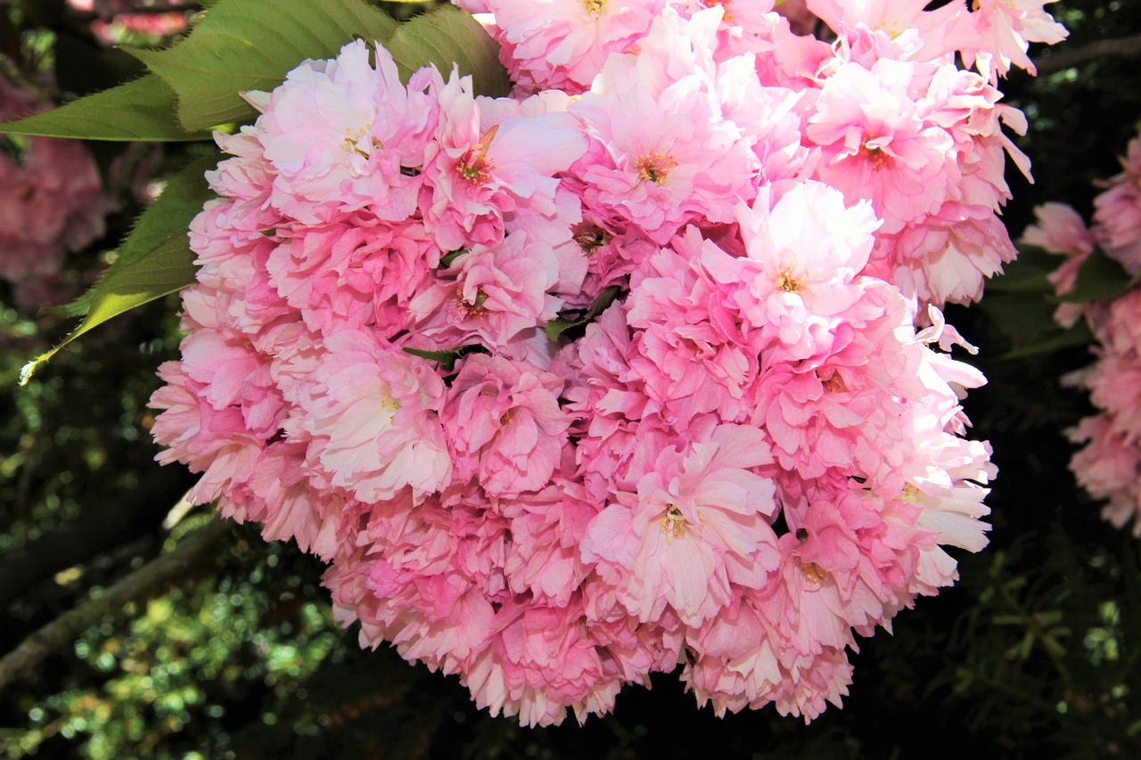 flower umbel cherry blossom partial view free photo