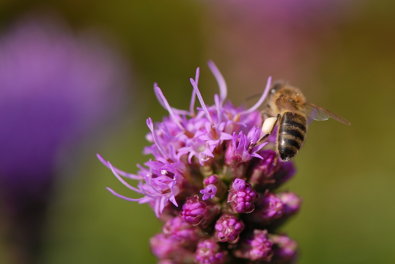 flower violet bee close free photo