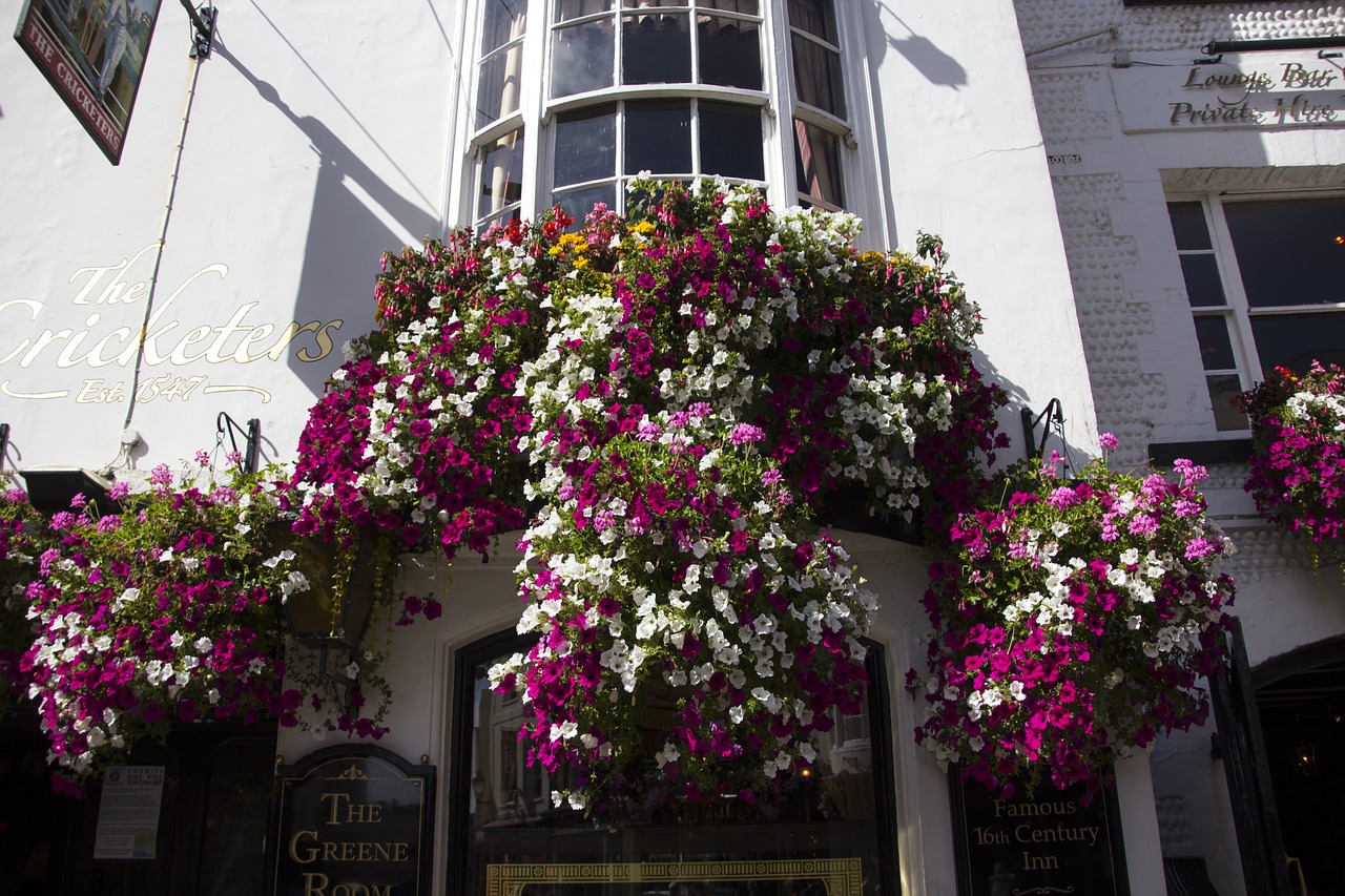 flower wall flower plant free photo