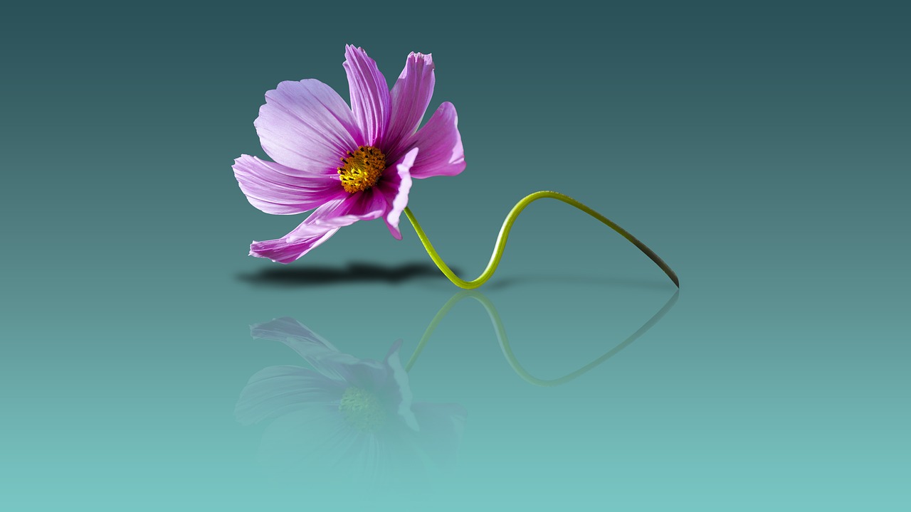 Download free photo of Flower wallpaper,flower background,flower view,fresh, flower sun - from 