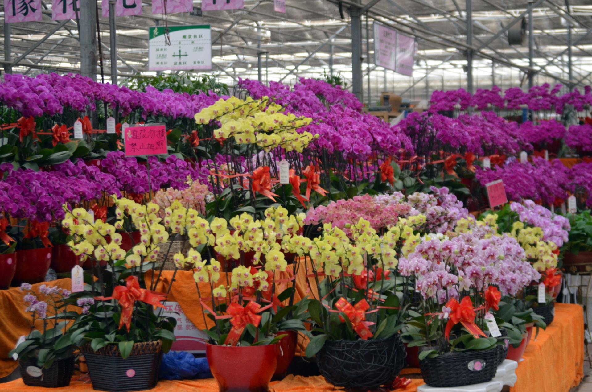 flowers wholesale warehouse free photo
