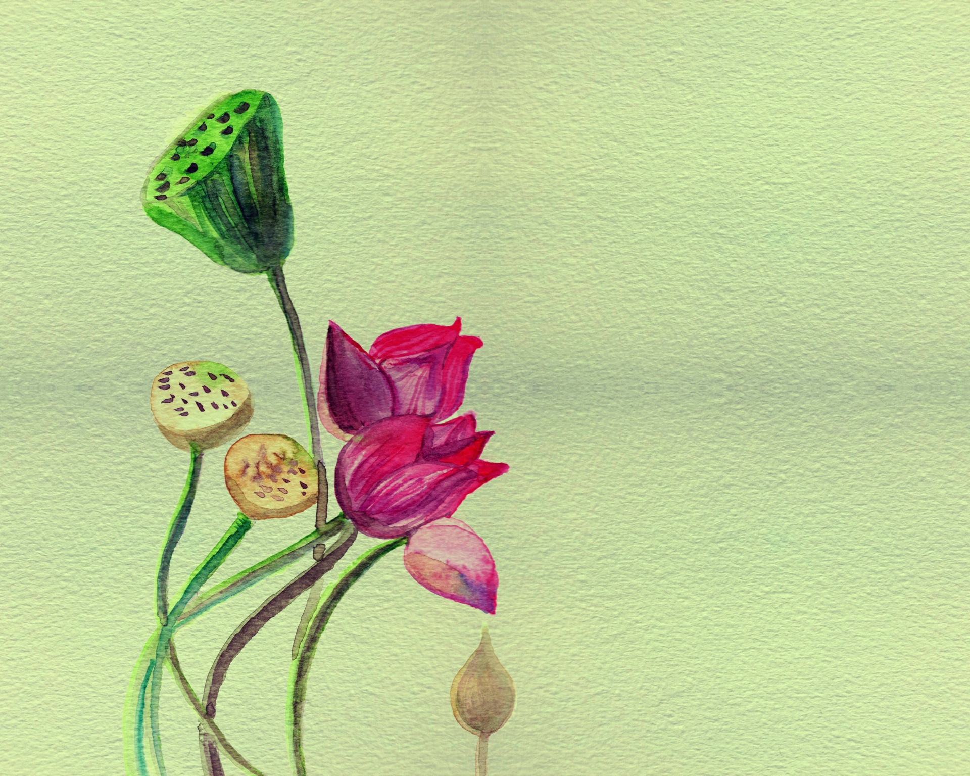 flower lotus watercolor free photo