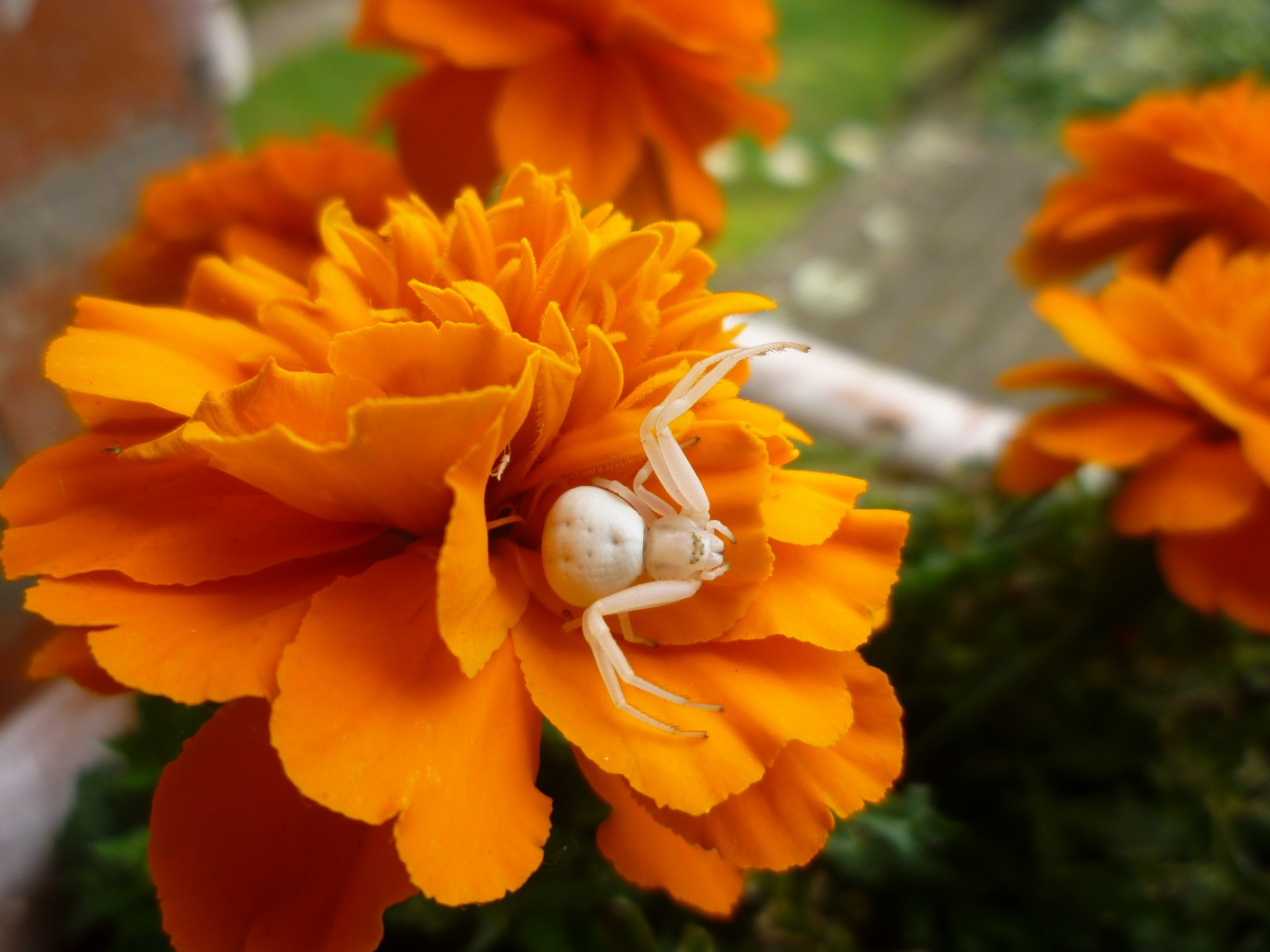 french marigold orange flower white spider free photo