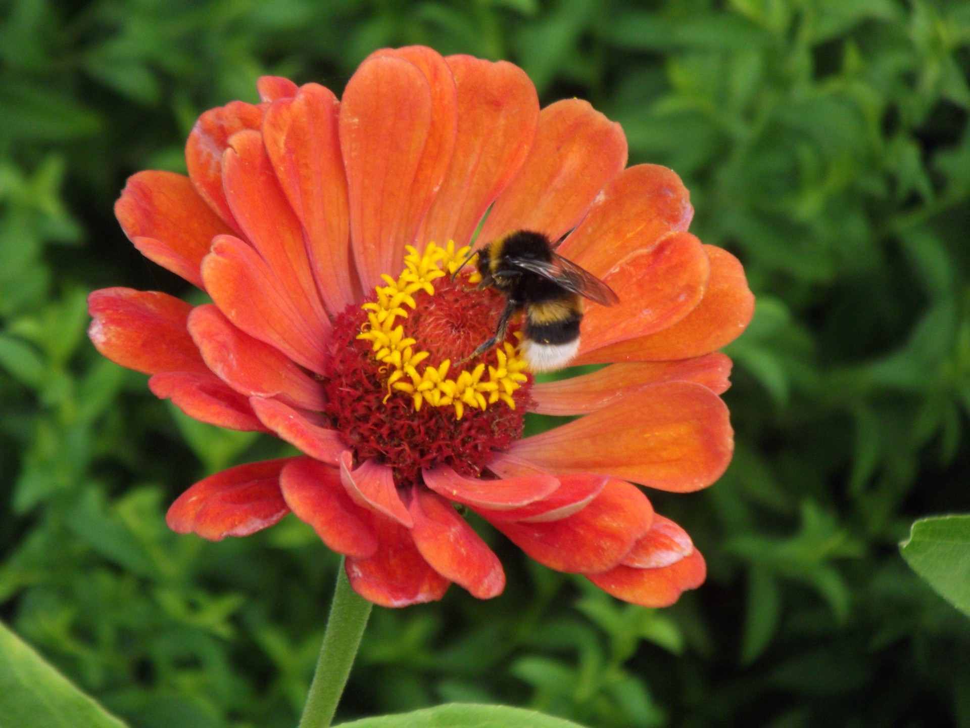 flower bee flower with bee free photo