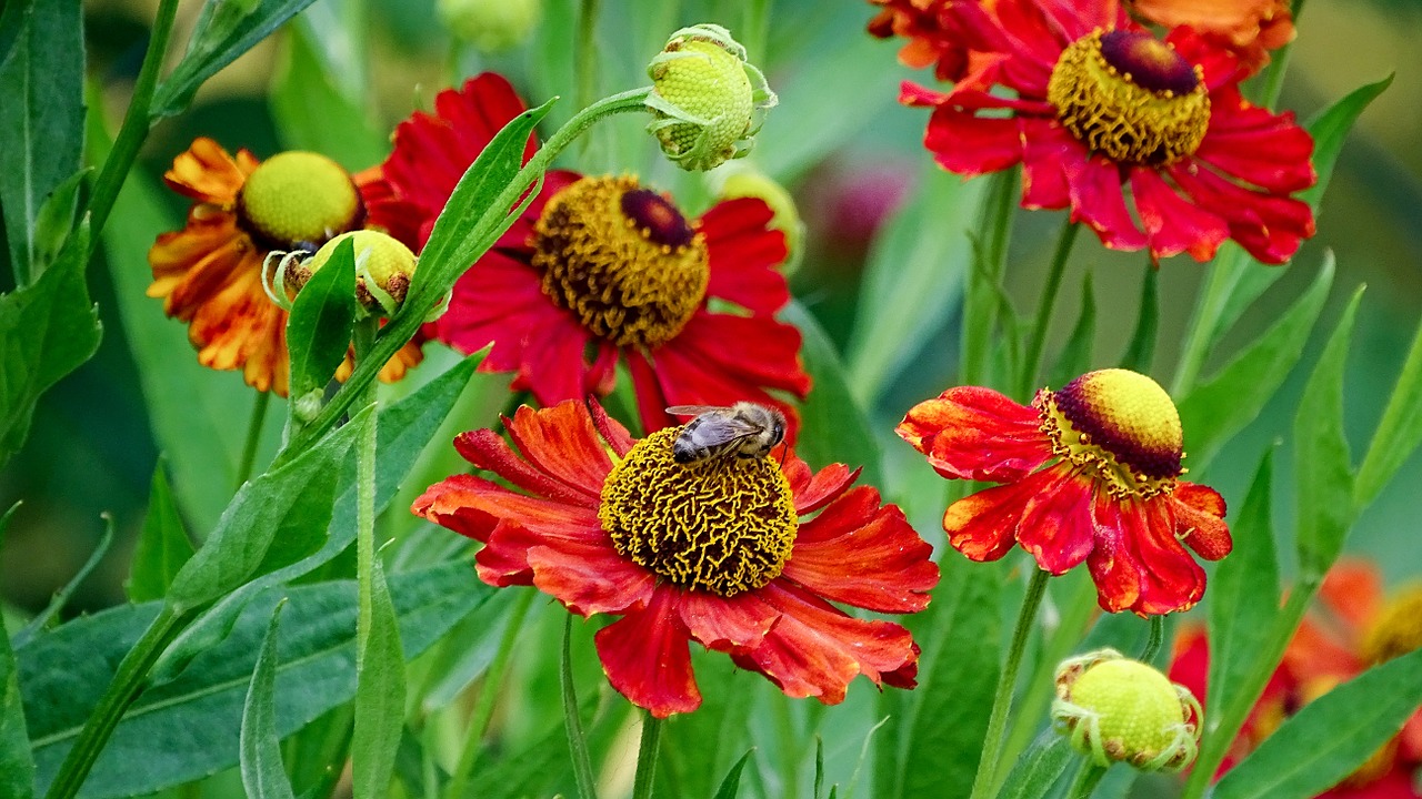 flower with bee bee insect free photo