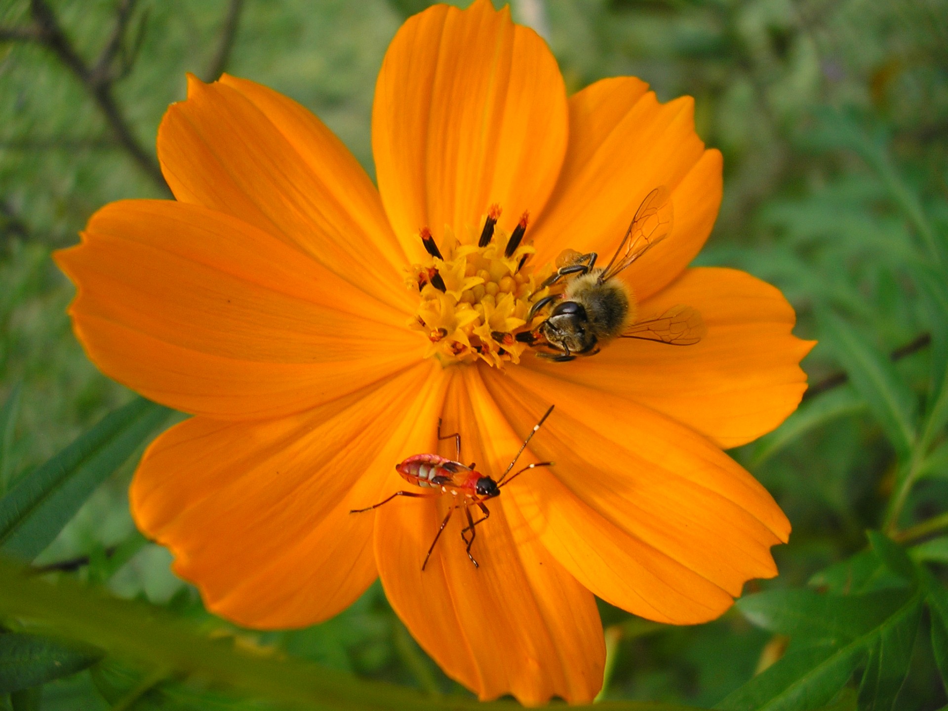 orange flower bee insect free photo