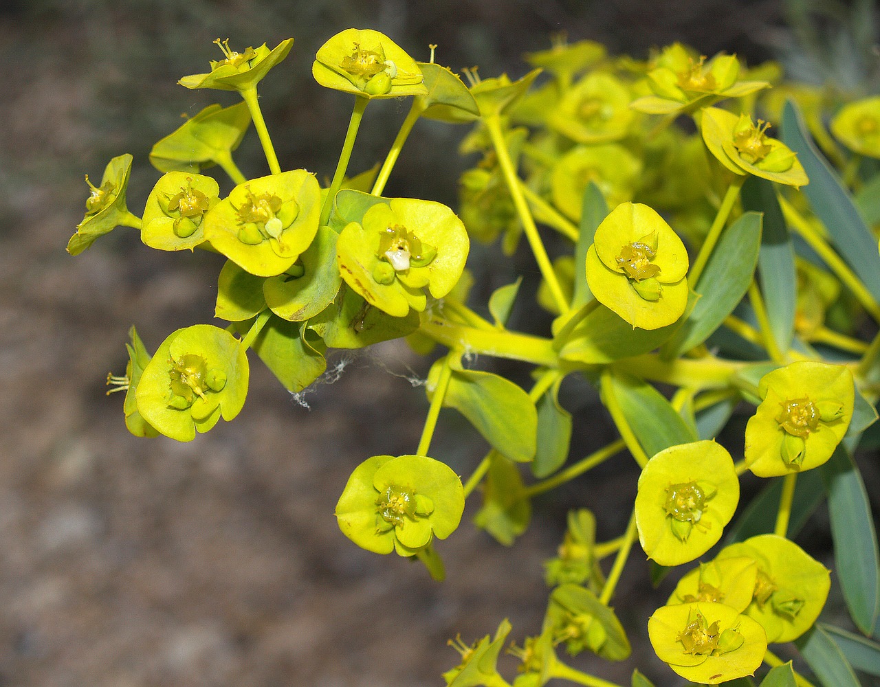 flower with insect flower green free photo