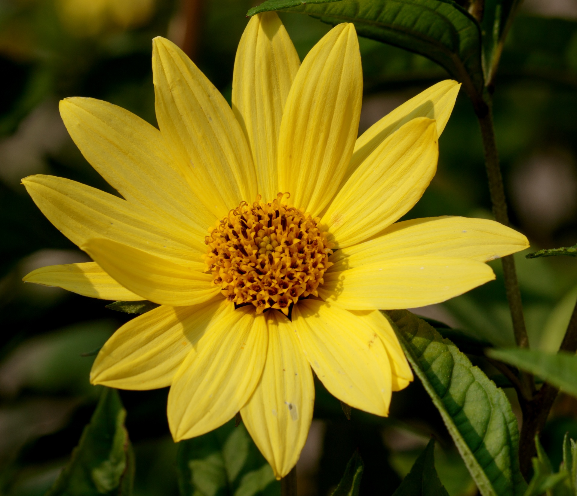 flower yellow close-up free photo