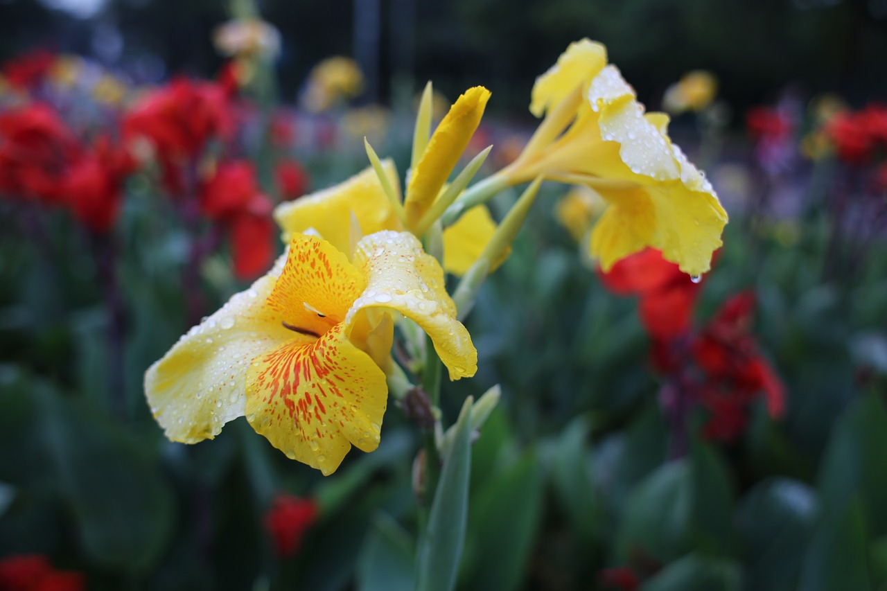 flower yellow field wet tropical flower free photo