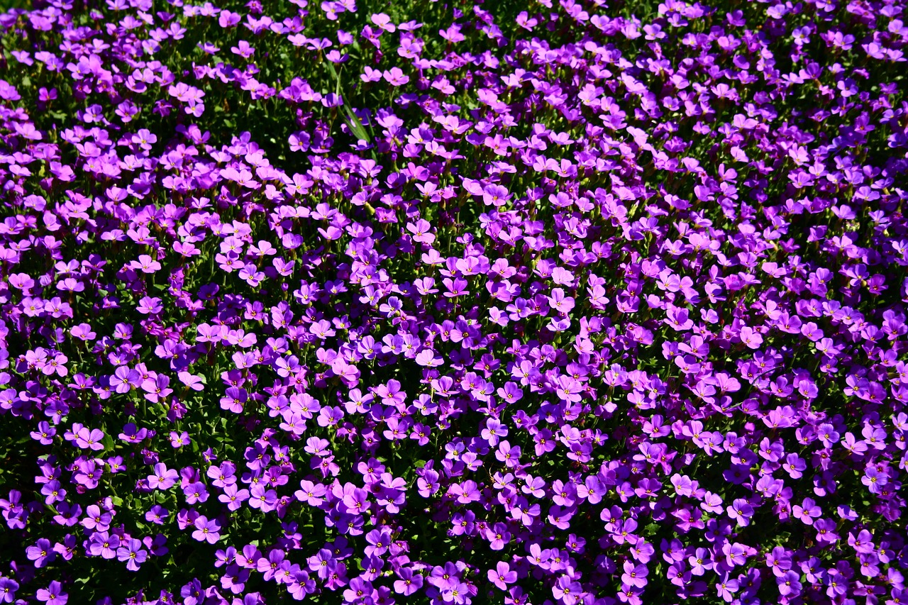 flowerbed flowers summer free photo