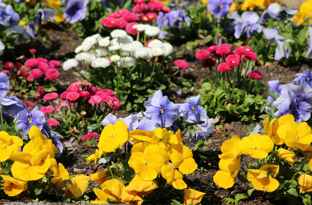 flowerbed  spring flowers  pansies free photo