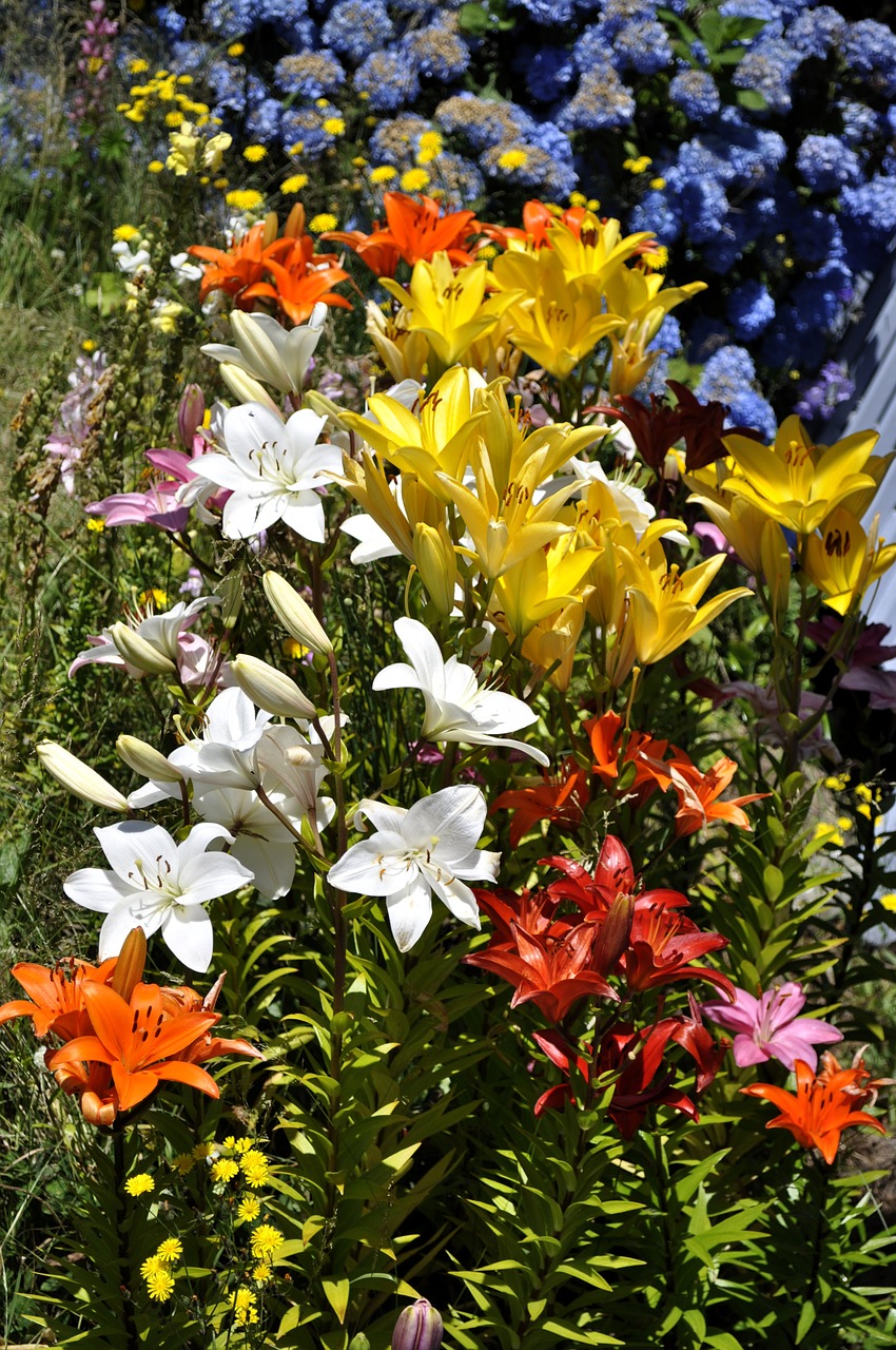 flowerbed flowers spring free photo