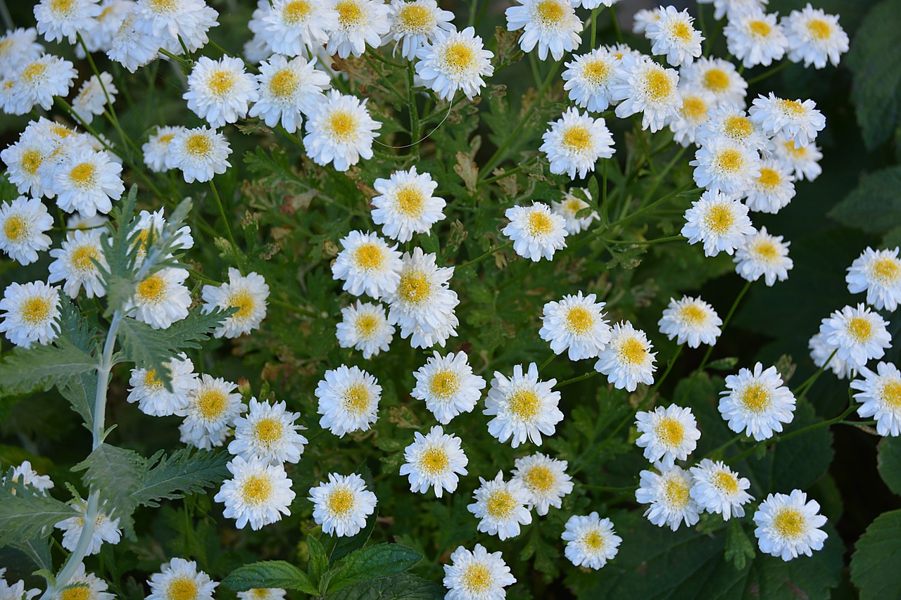 flowerbed flowers nature free photo