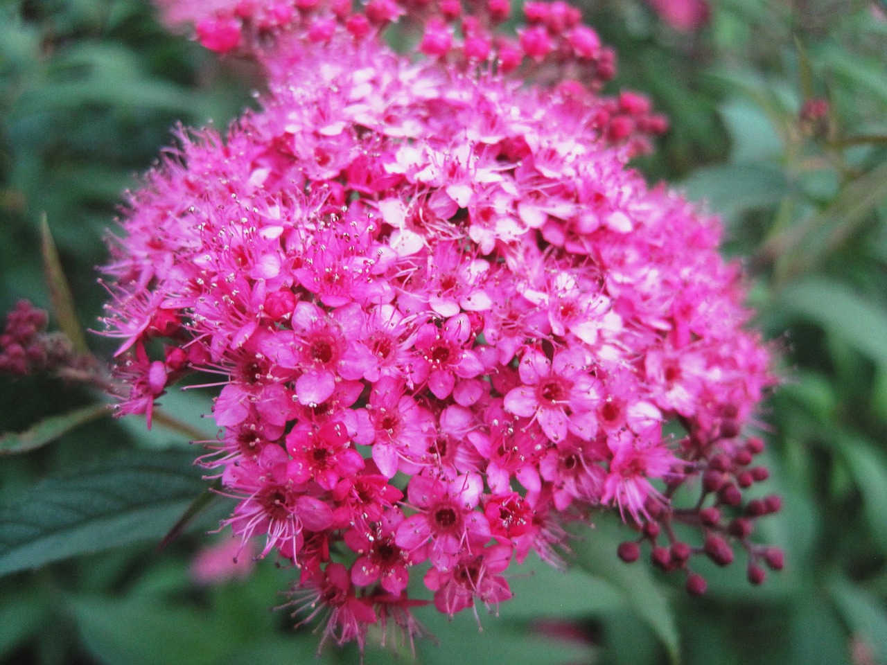 flowerhead florets pink free photo