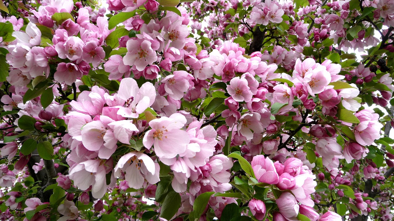 flowering spring branch free photo