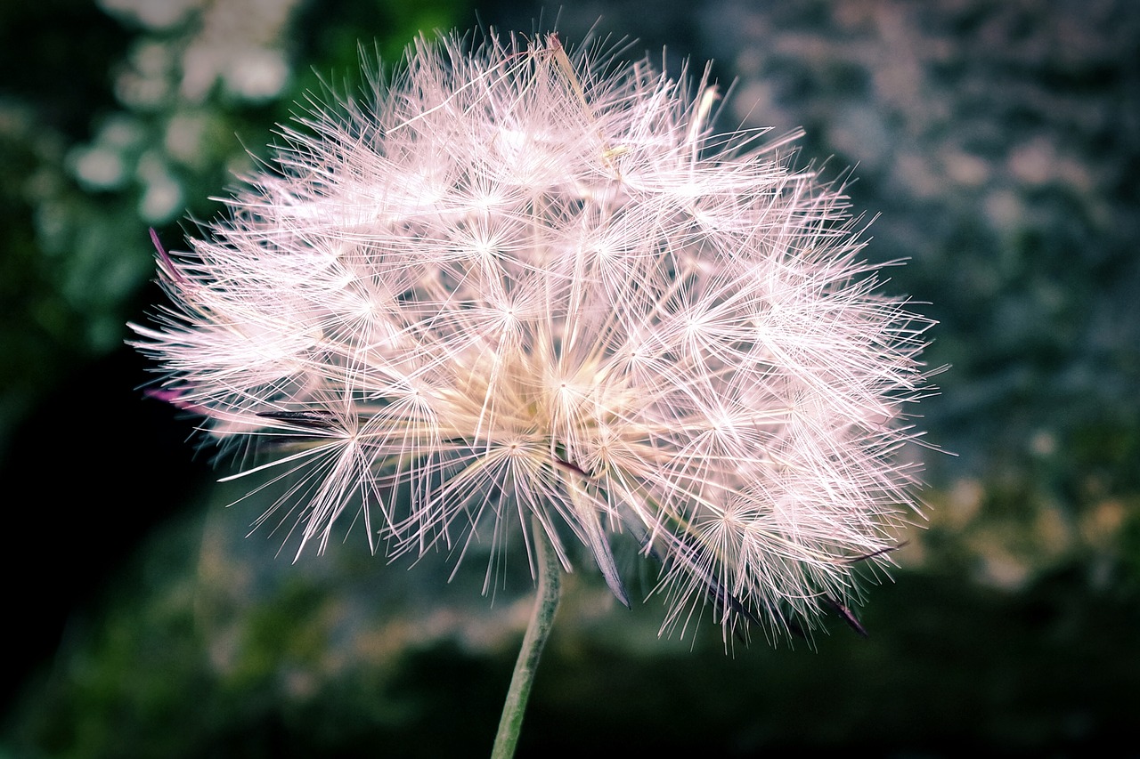 flowering plant petals free photo