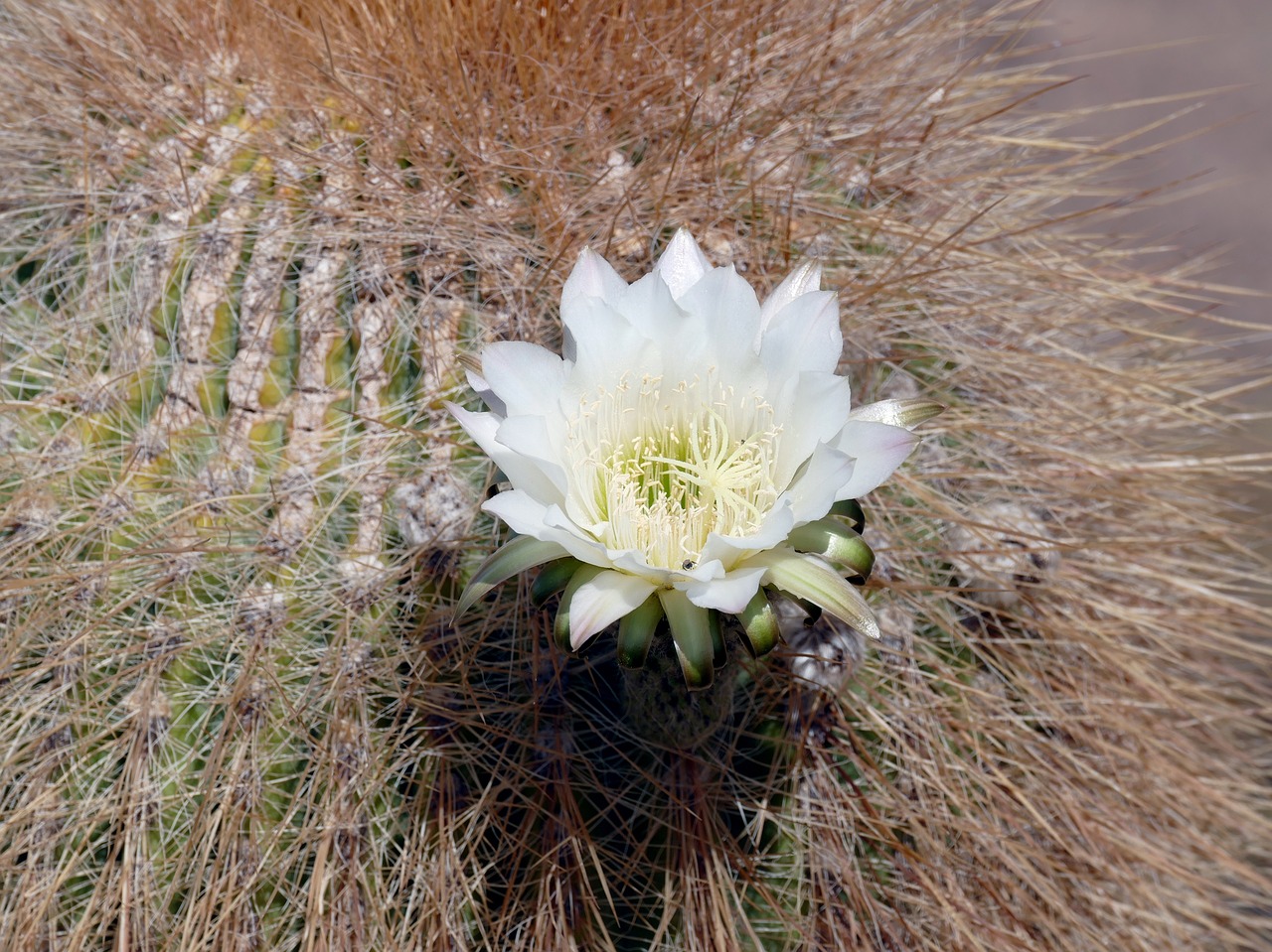 flowering cactus bolivia free photo