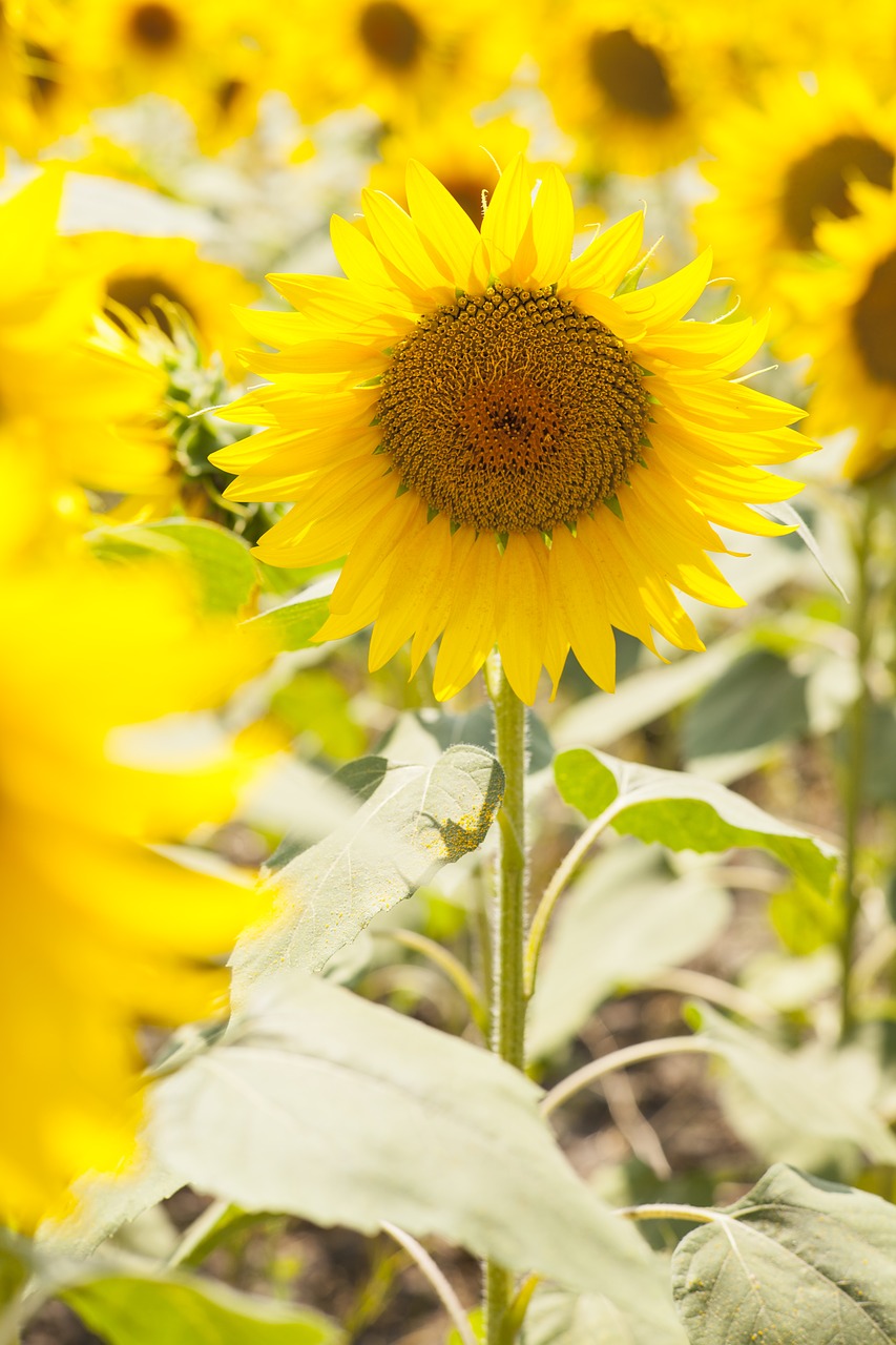 flowering yellow sunflower free photo