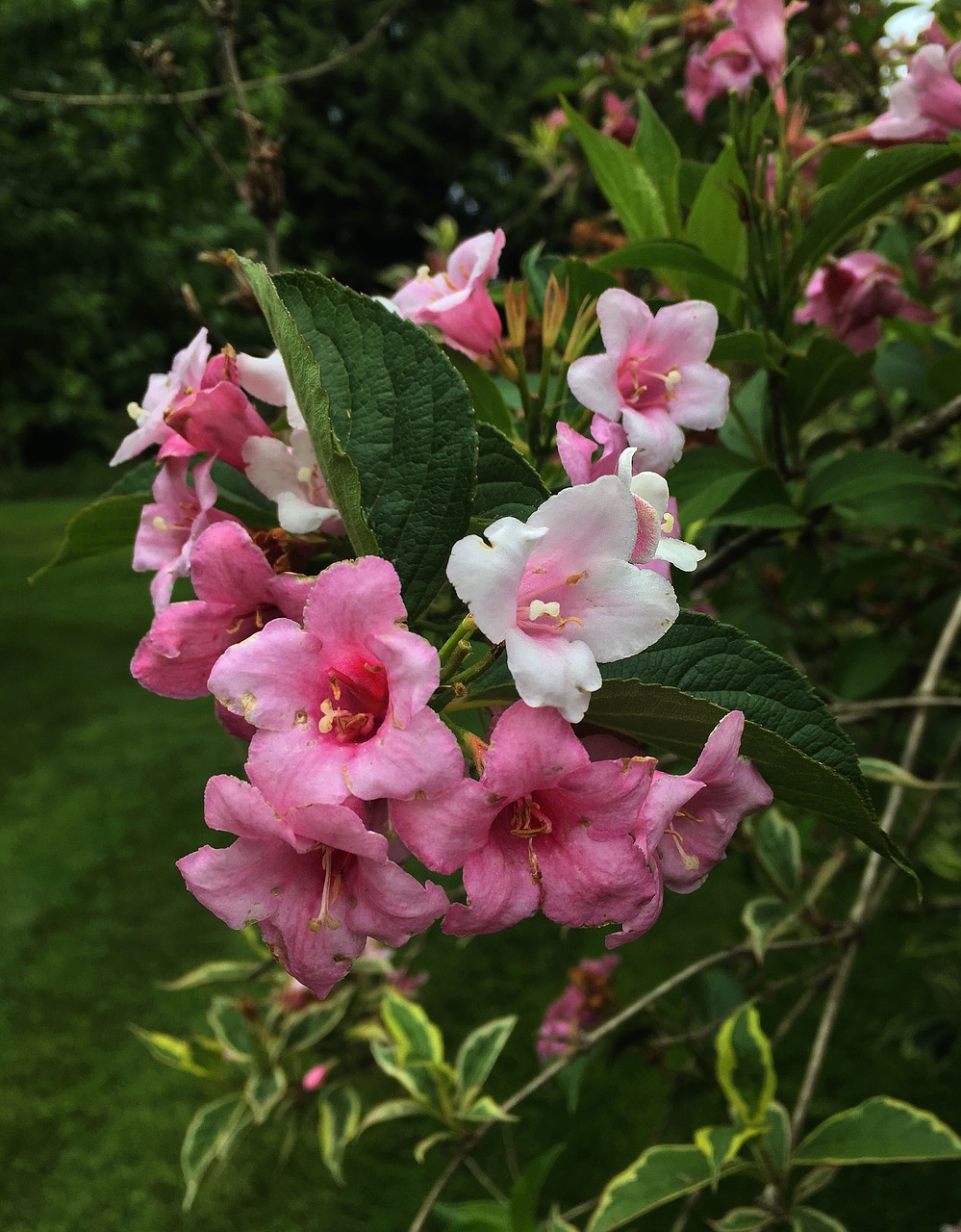 flowering shrub blossom free photo