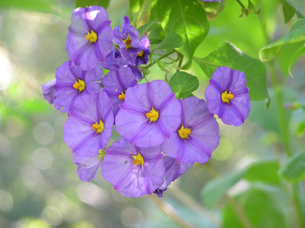 flowering shrub mauve free photo