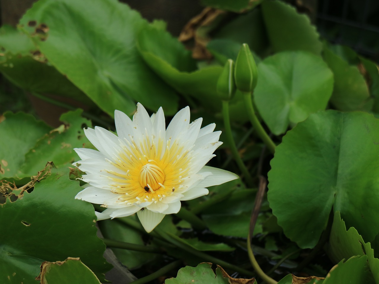 flowering lotus pond bloom free photo