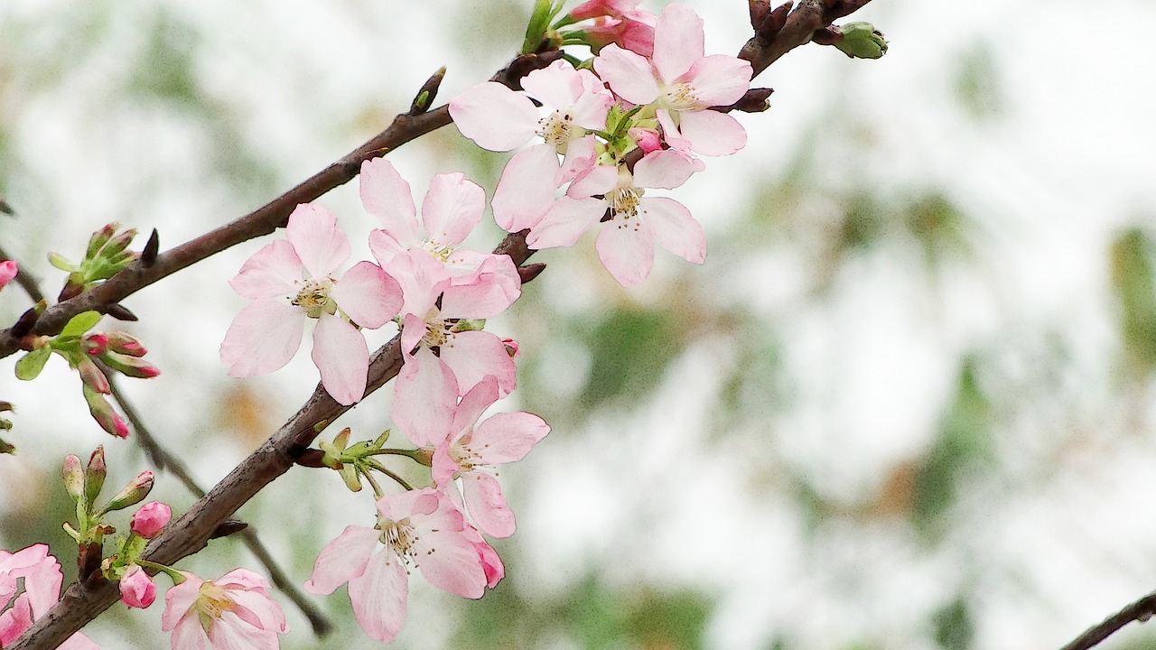 flowering cherry blossoms spring free photo