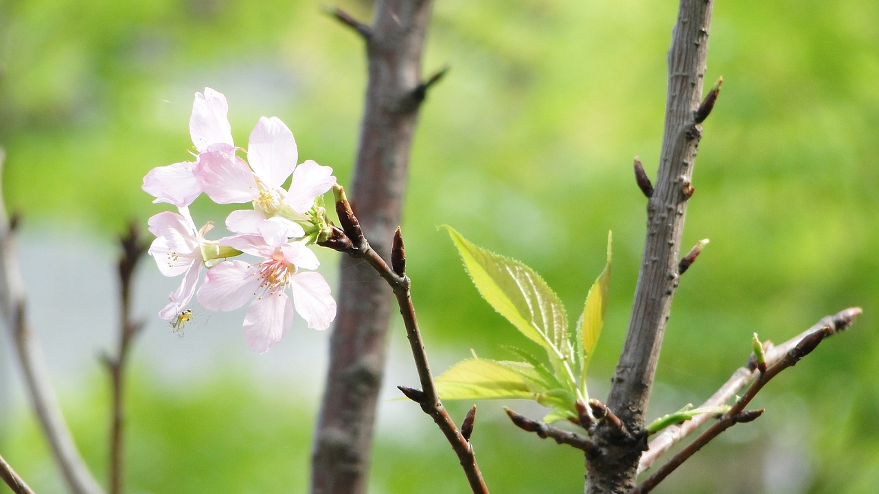 flowering cherry blossoms spring free photo