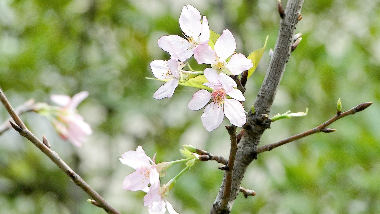 flowering cherry blossoms spring free photo