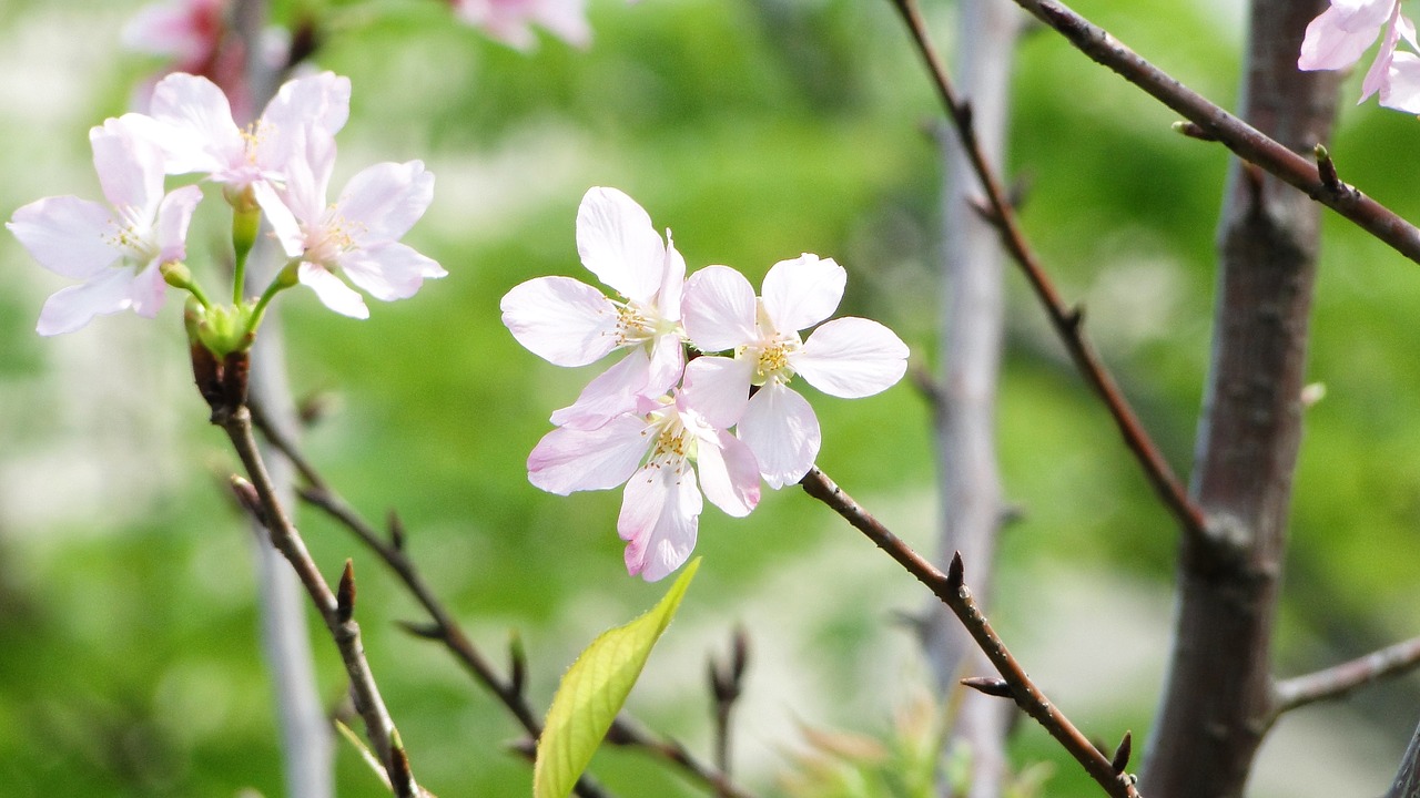 flowering cherry blossoms spring free photo