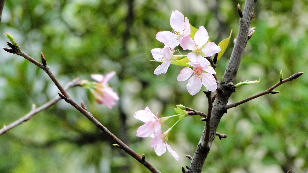 flowering cherry blossoms spring free photo