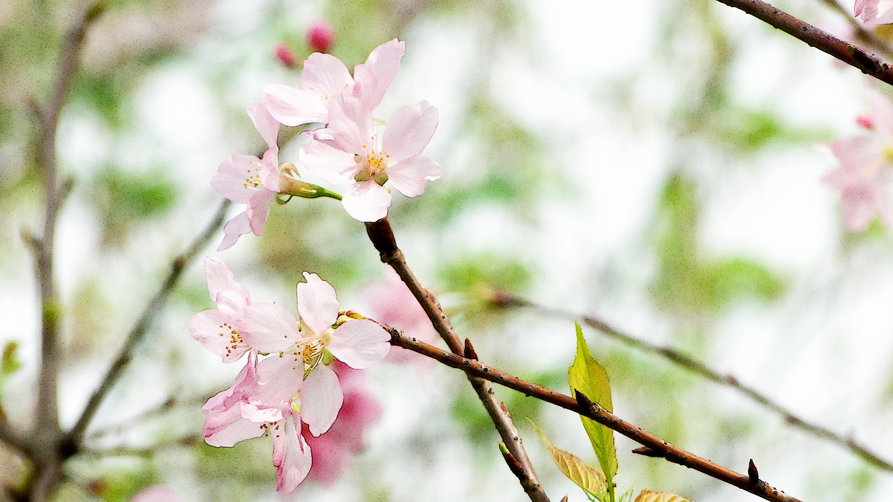 flowering cherry blossoms spring free photo