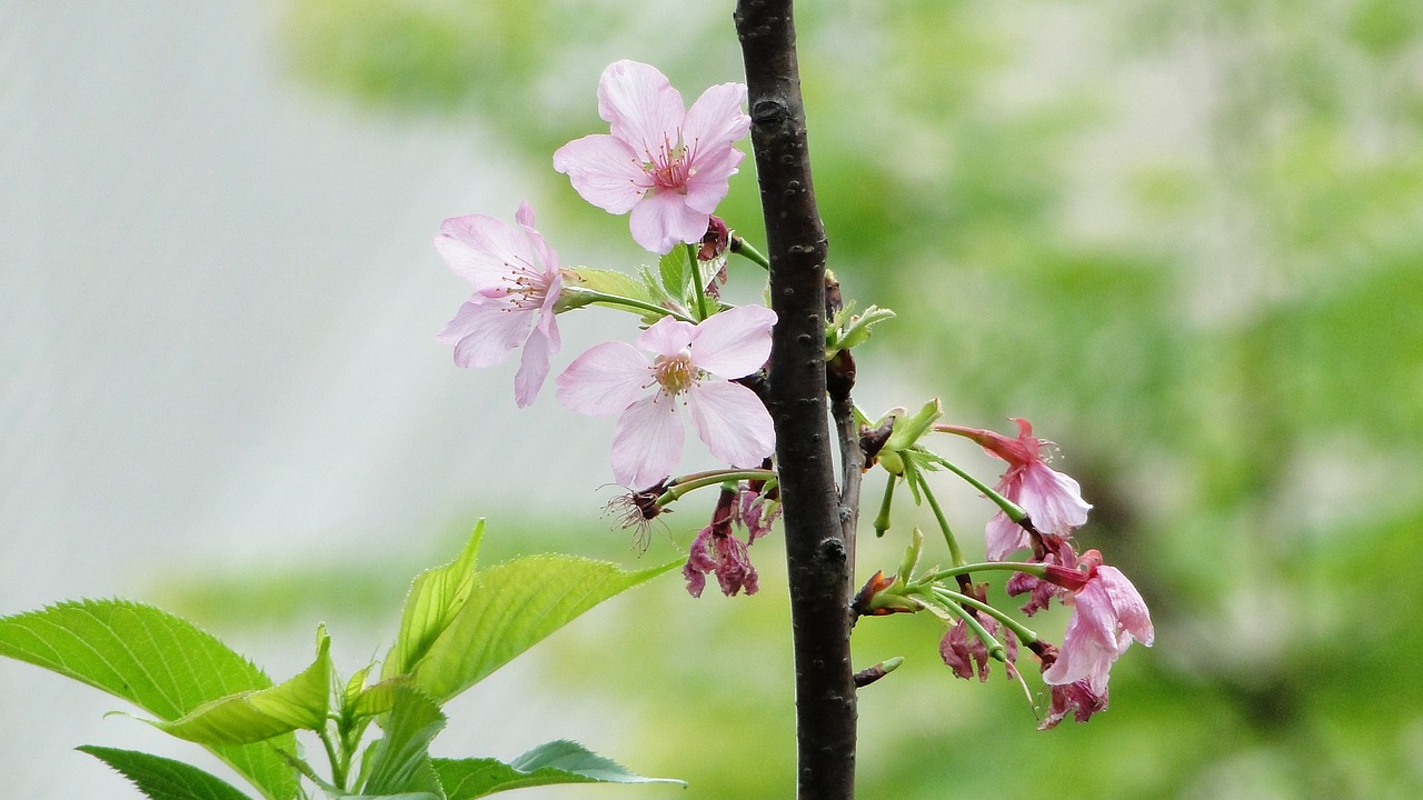 flowering cherry blossoms boom-and-bust free photo