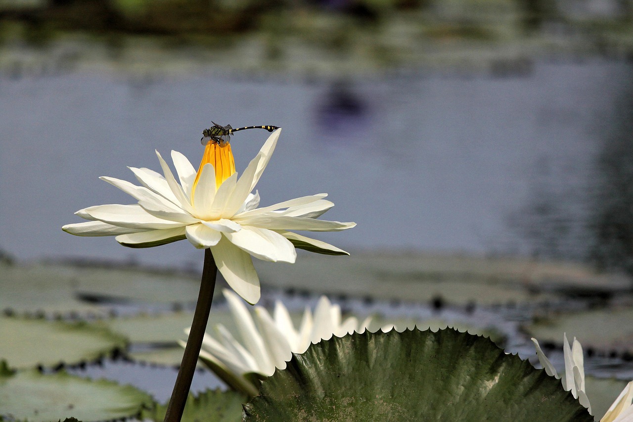 flowering nymphaea alba aquatic plants free photo