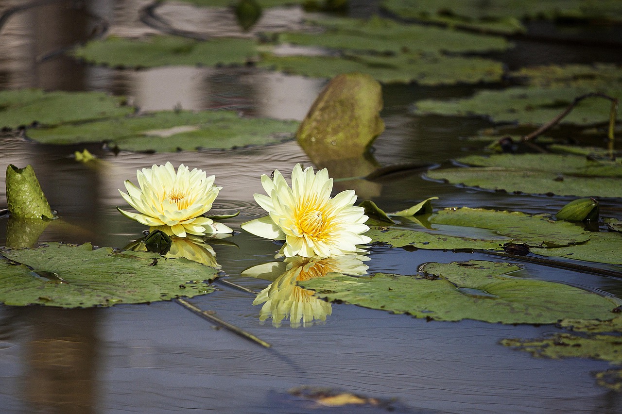 flowering nymphaea alba aquatic plants free photo