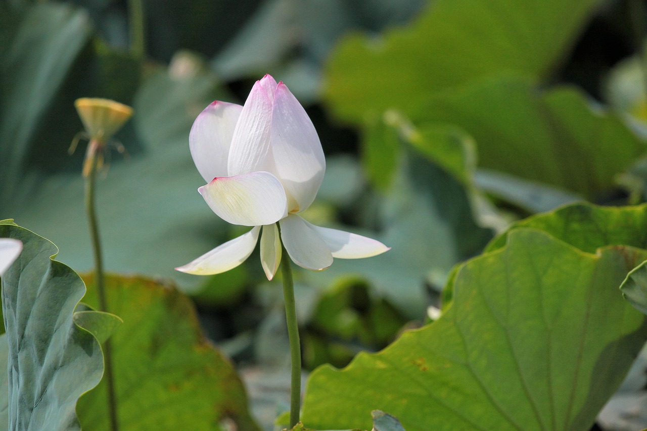 flowering lotus aquatic plants free photo