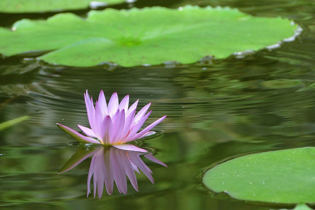 flowering nymphaea alba summer free photo