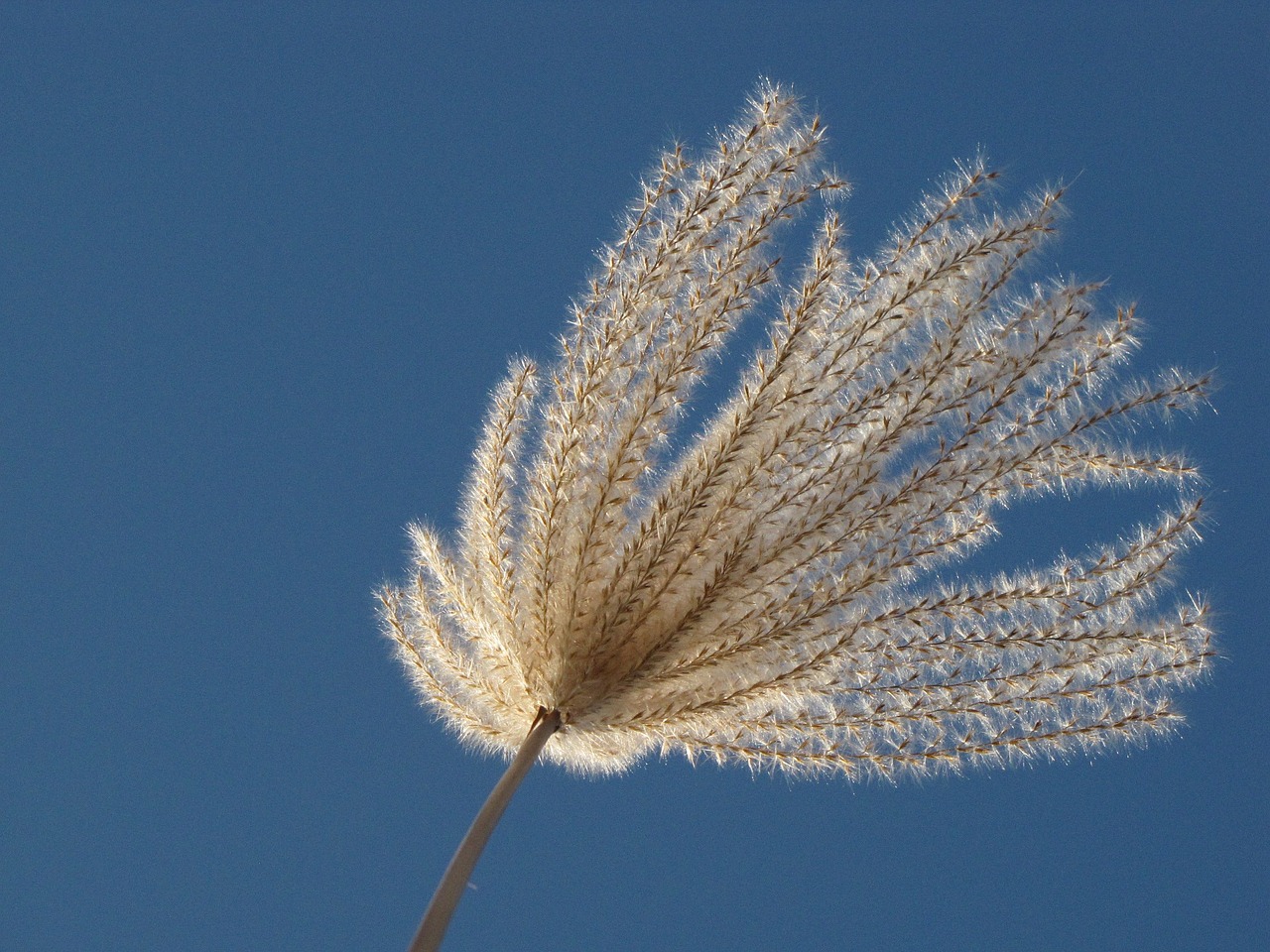 flowering miscanthus sky free photo