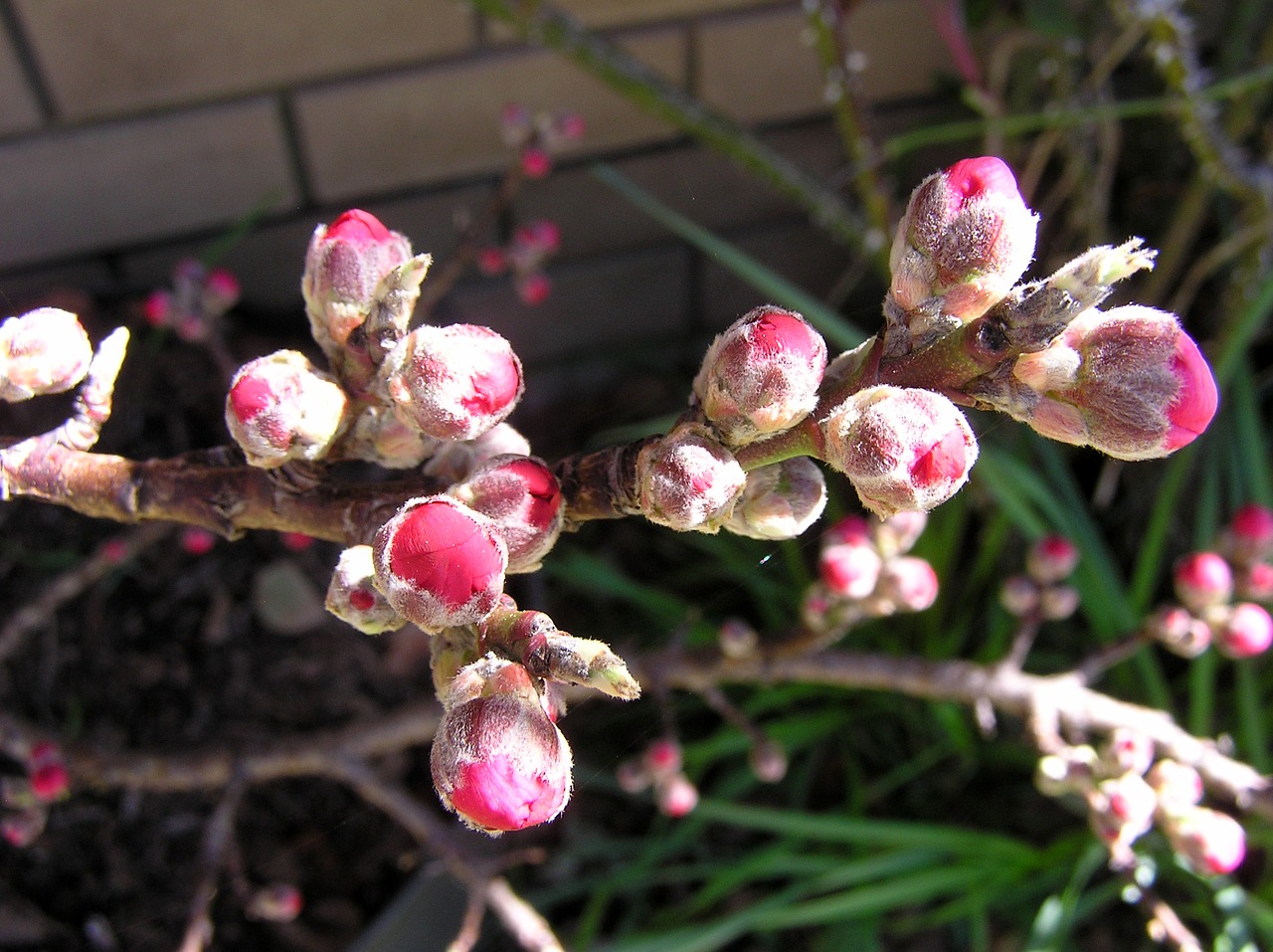 flowering peach buds free photo