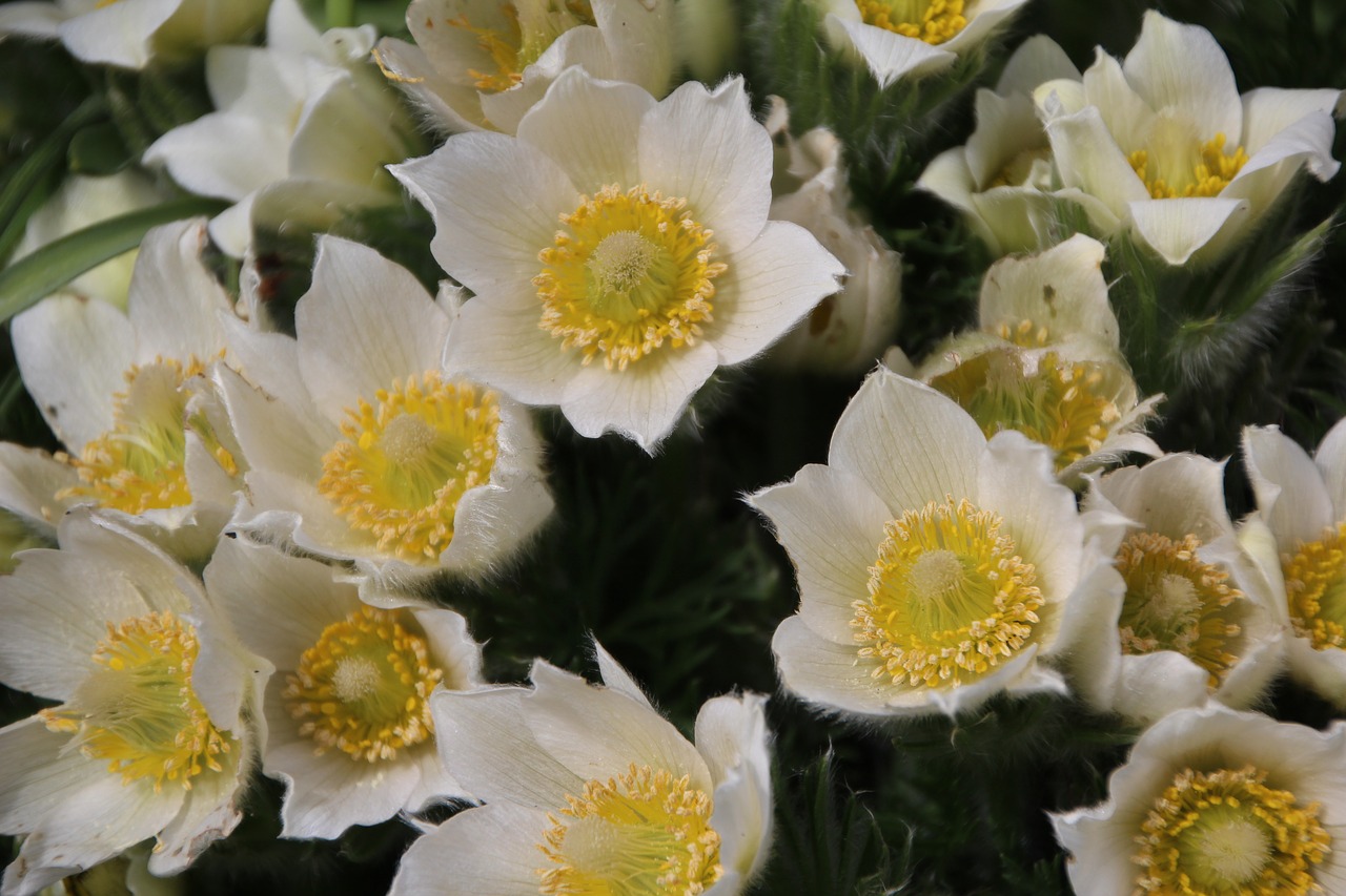 flowering  white flowers  spring free photo