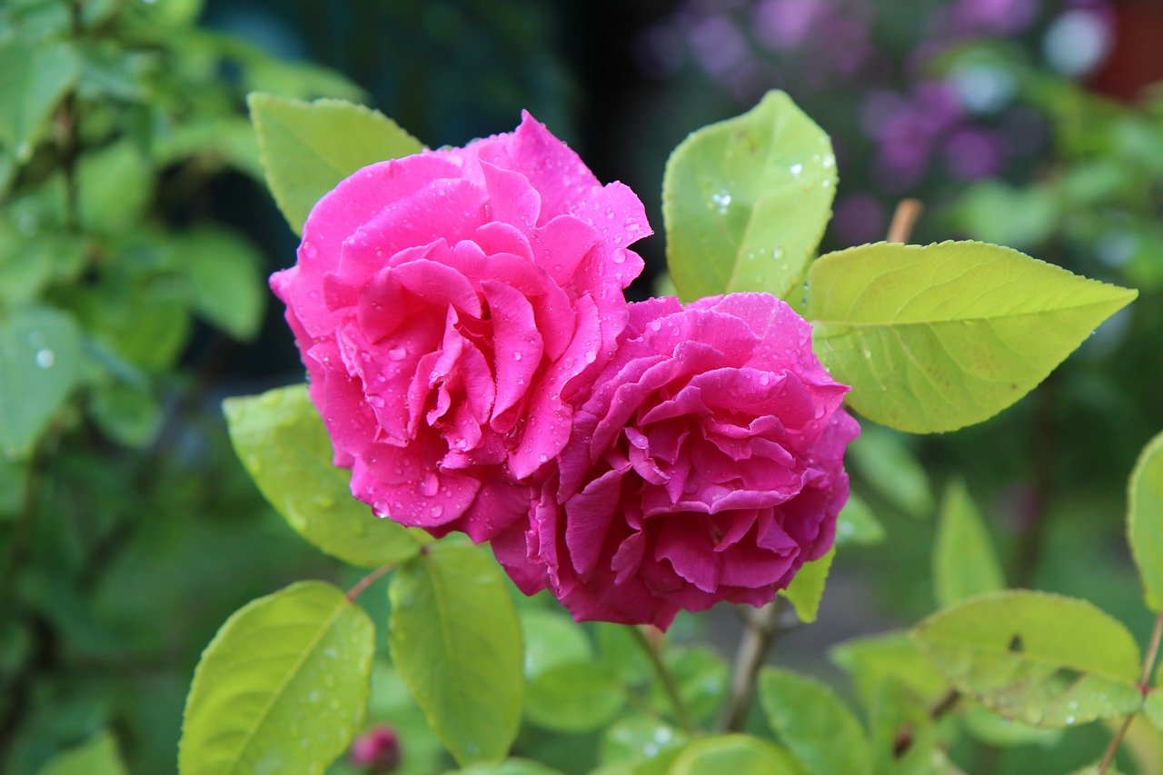flowering  rosier english  pink rose free photo