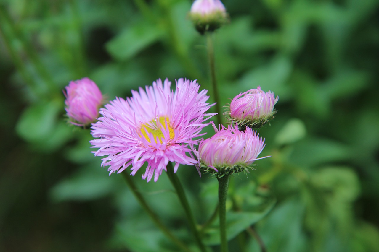 flowering  pink flowers  perennial free photo