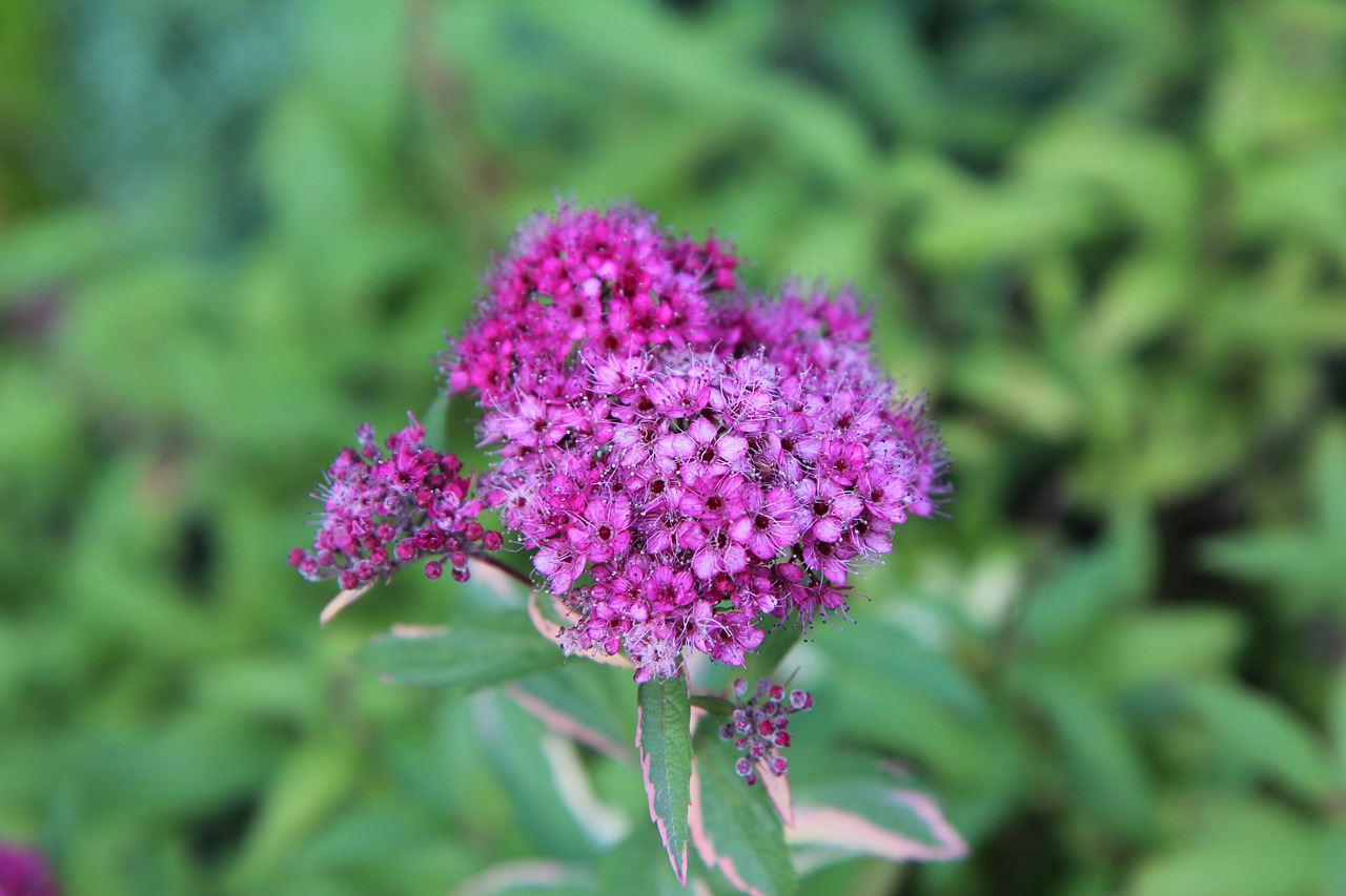 flowering  pink flower  pink flowers free photo