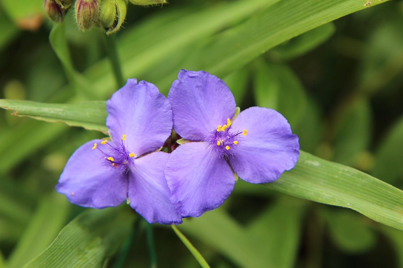 flowering  purple flower  color purple free photo