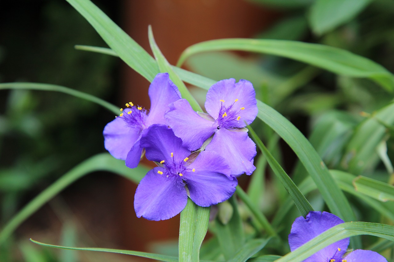 flowering  purple flower  color purple free photo