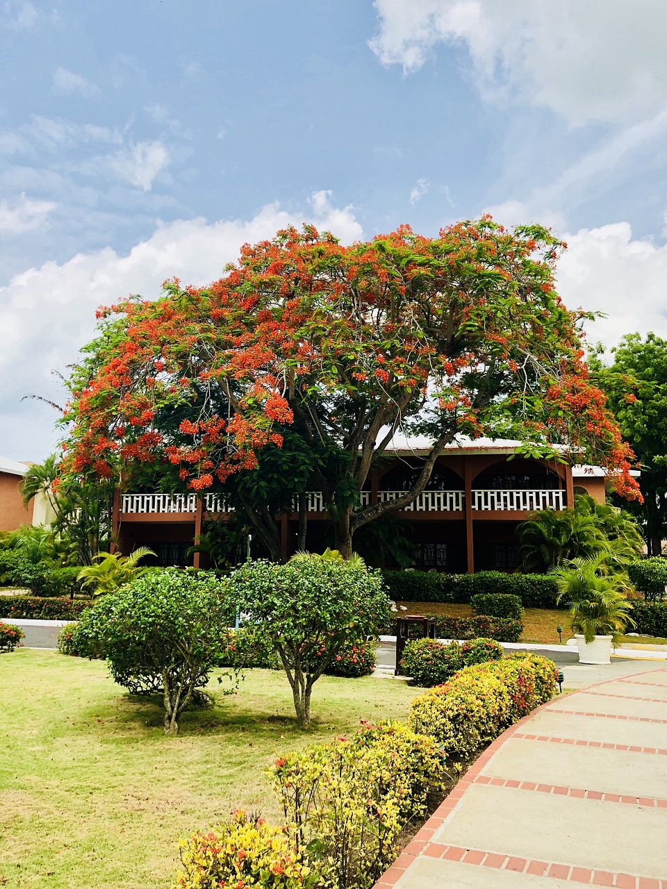 flowering  garden  tree free photo