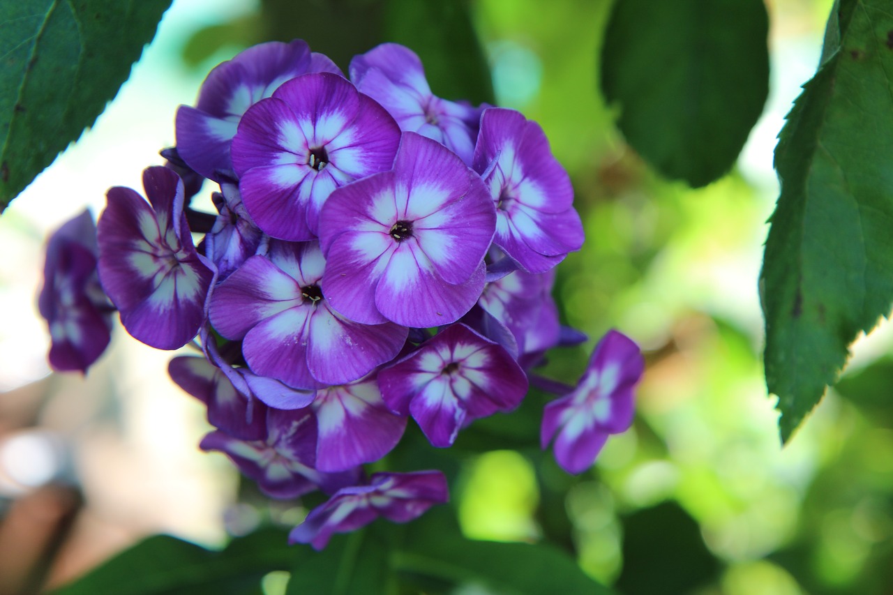 flowering  purple flower  summer flowers free photo