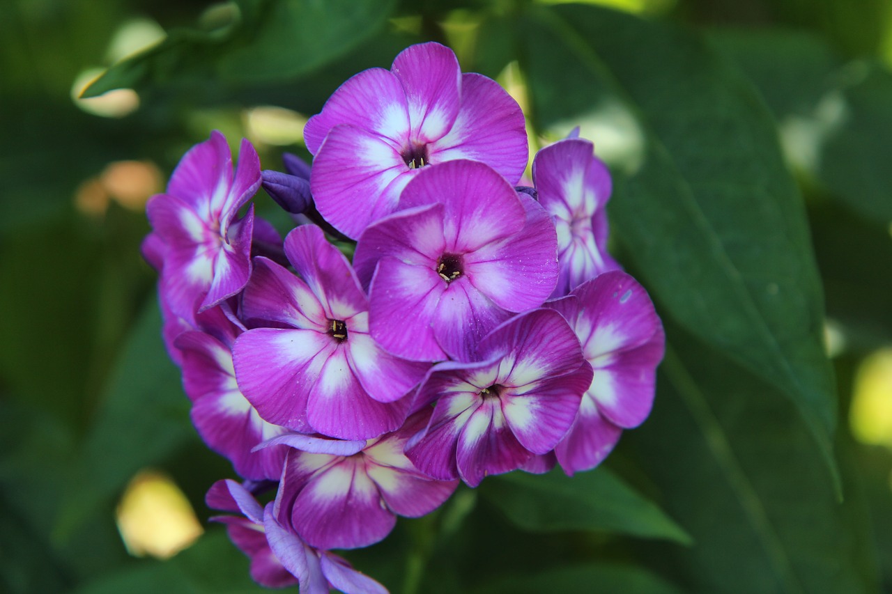 flowering  purple flower  summer flowers free photo